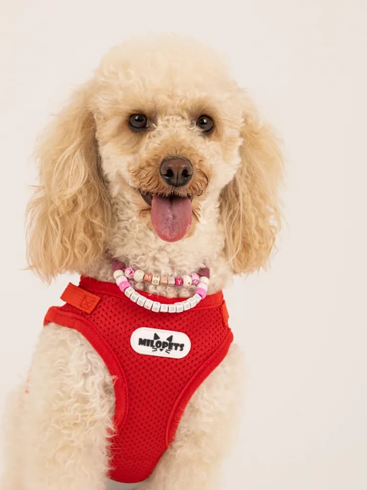 Шлейка для собак мелких средних пород и кошек с поводком - 2