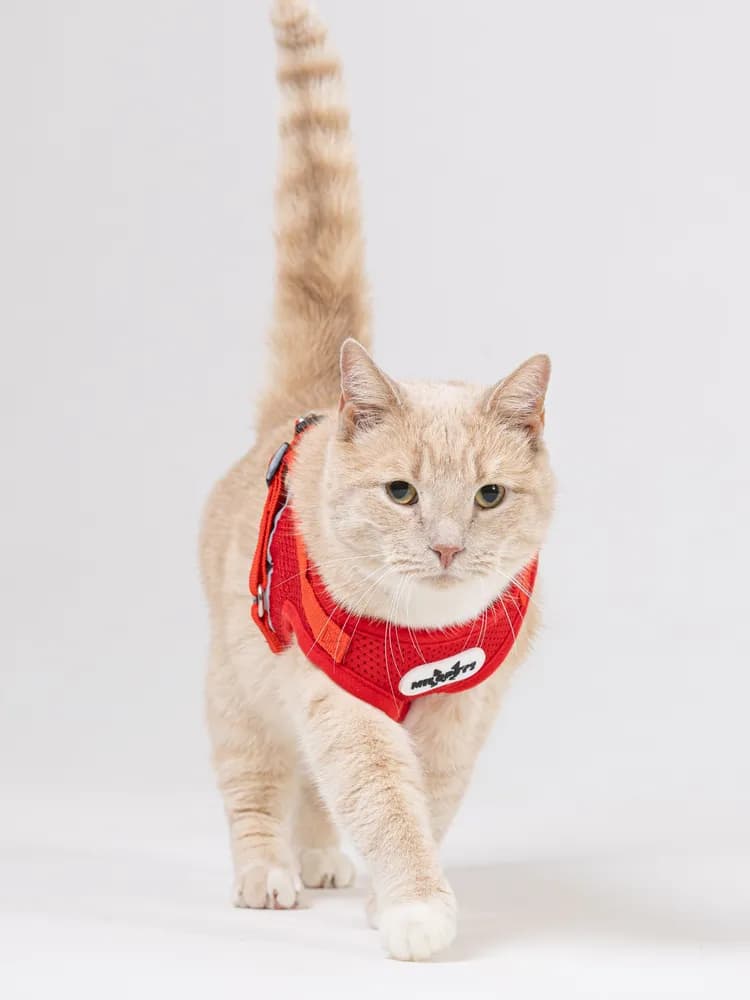 Шлейка для собак мелких средних пород и кошек с поводком - 1