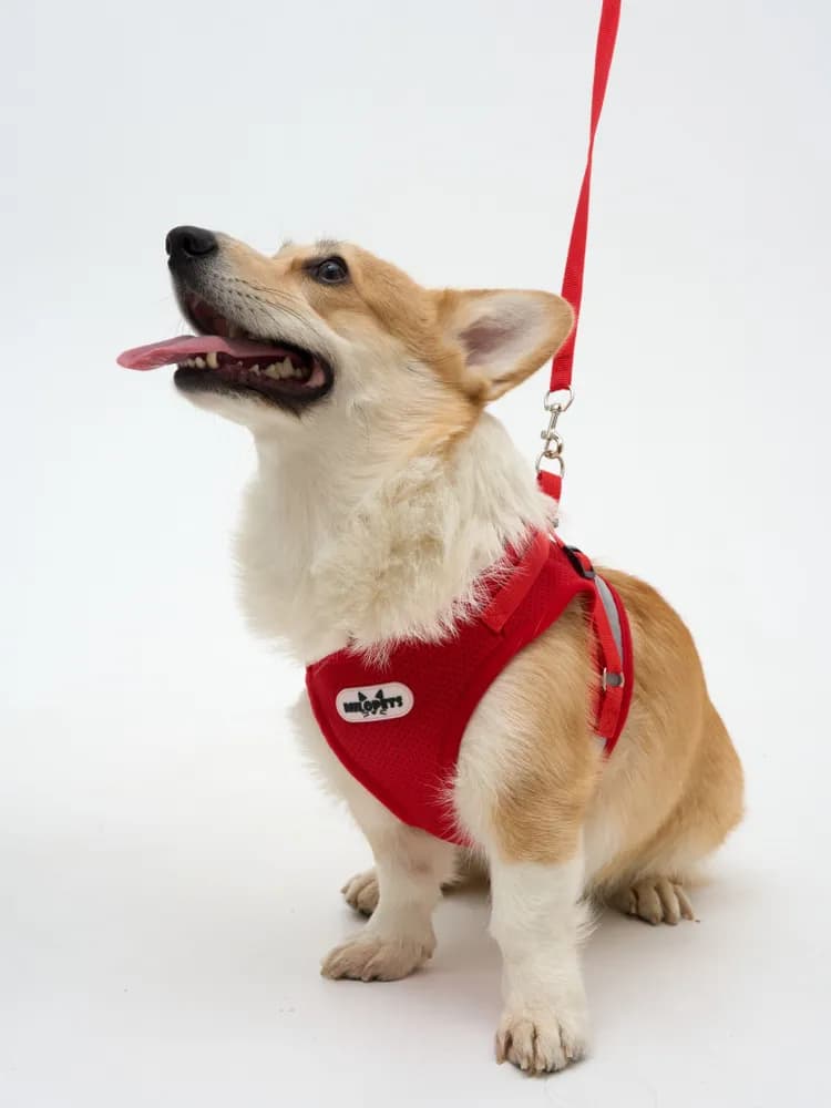 Шлейка для собак мелких средних пород и кошек с поводком - 3