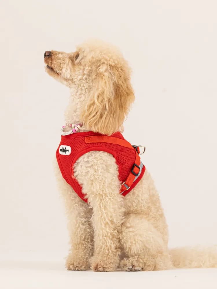 Шлейка для собак мелких средних пород и кошек с поводком - 4